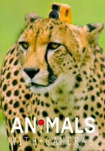Animals with Cameras (2018)