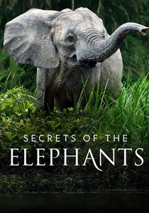 Secrets of the Elephants (2023)