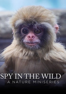 Spy in the Wild (2017)