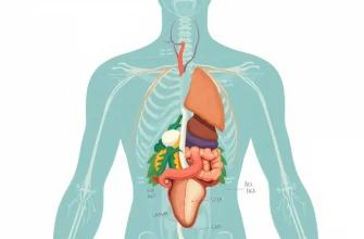 10 Must-Watch Documentaries on Human Anatomy