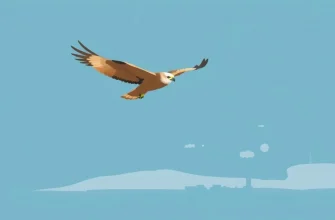 Top 10 Thrilling Hawk Films